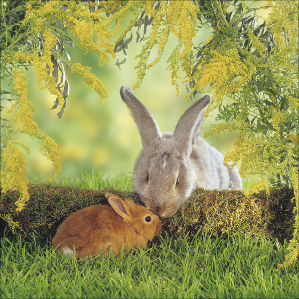 Kaninchen 2026, Innenansicht #4
