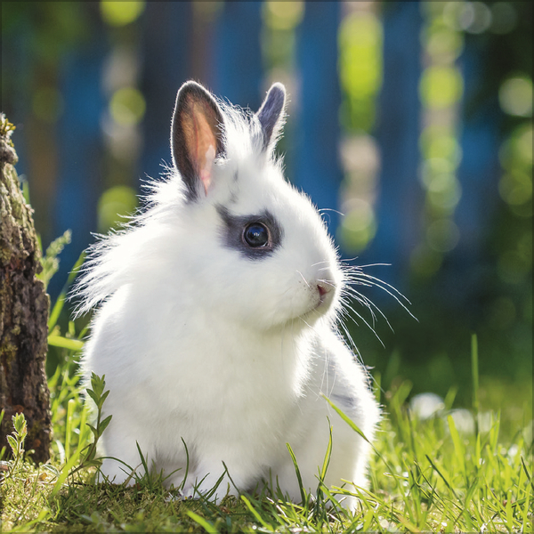 Kaninchen 2026, Innenansicht #5