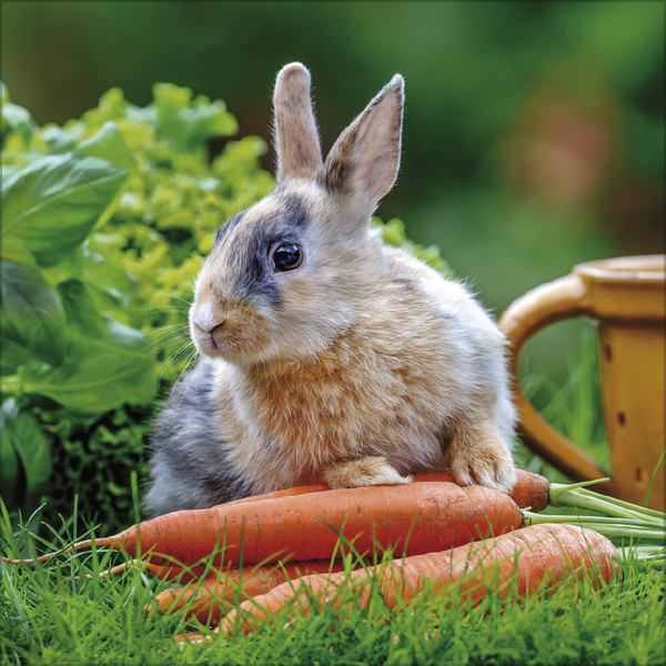 Kaninchen 2026, Innenansicht #6