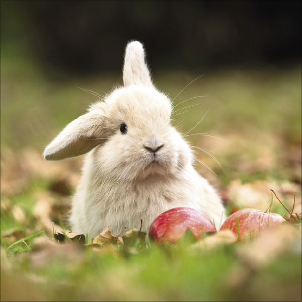 Kaninchen 2026, Innenansicht #11
