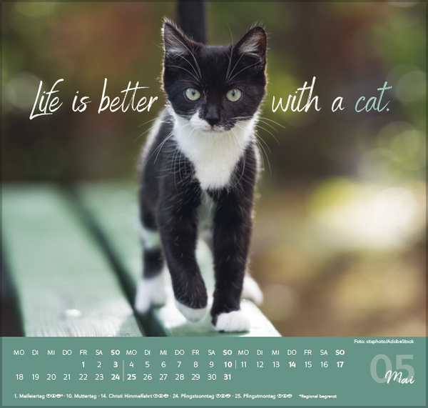 Live, Love, Meow 2026, Innenansicht #5