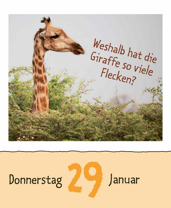 Wie faul ist das Faultier? 2026, Innenansicht #2