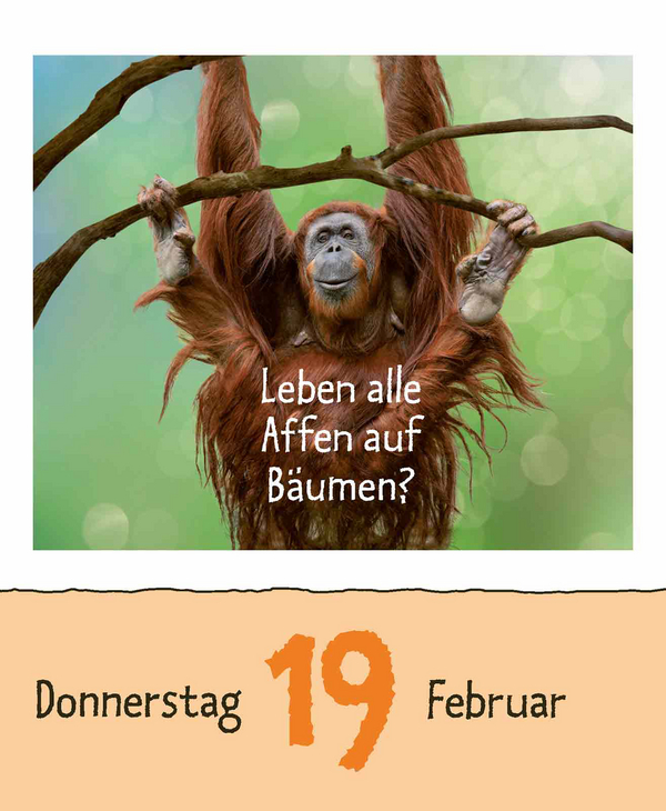 Wie faul ist das Faultier? 2026, Innenansicht #4