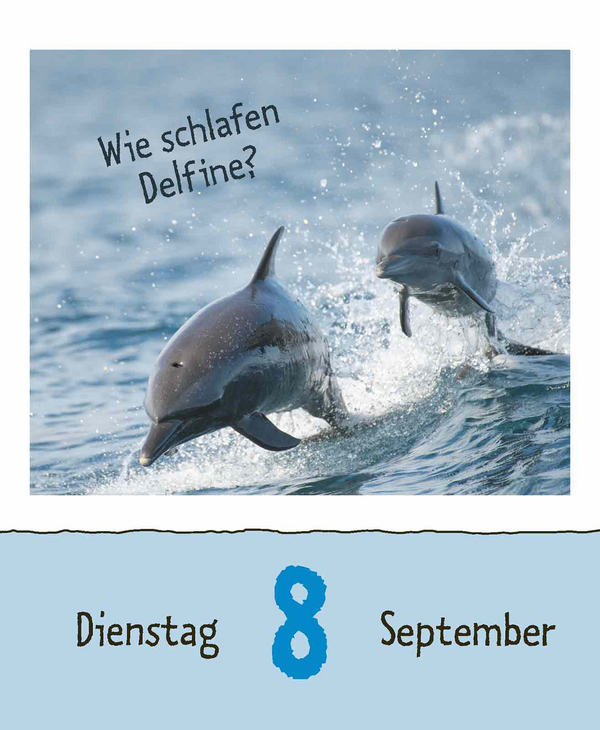 Wie faul ist das Faultier? 2026, Innenansicht #13