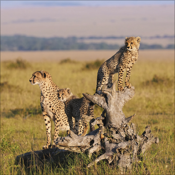 Big Cats 2026, Innenansicht #2