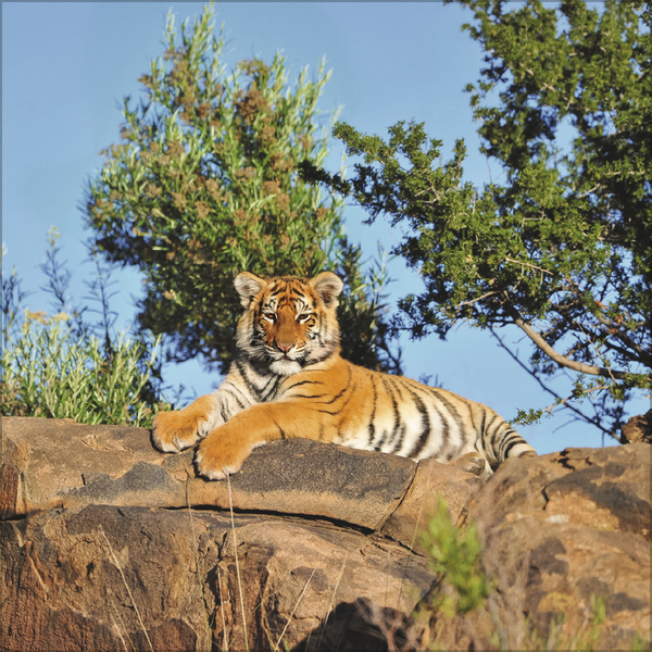 Big Cats 2026, Innenansicht #3