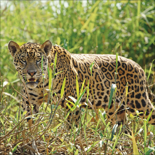 Big Cats 2026, Innenansicht #4