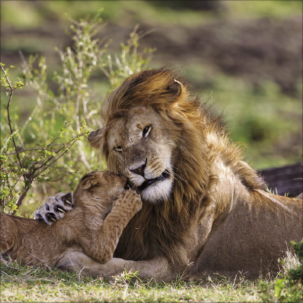 Big Cats 2026, Innenansicht #5