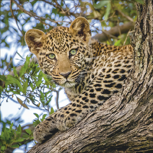 Big Cats 2026, Innenansicht #6