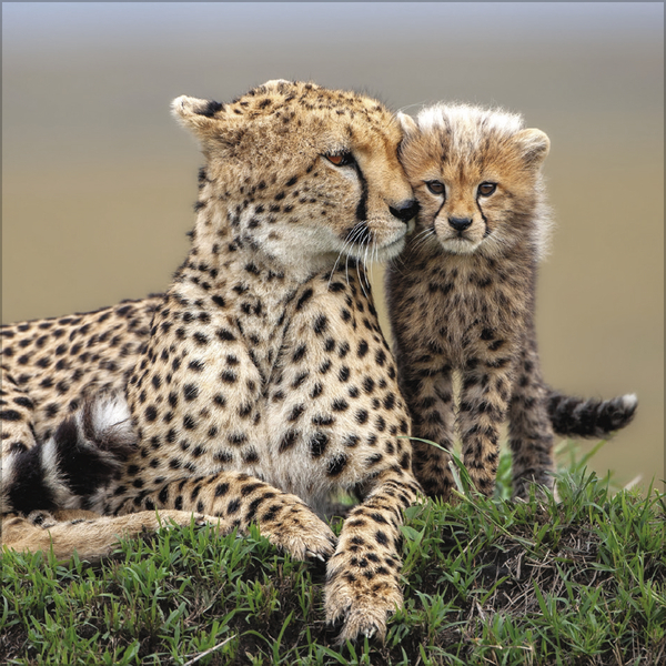 Big Cats 2026, Innenansicht #8