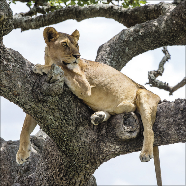 Big Cats 2026, Innenansicht #9