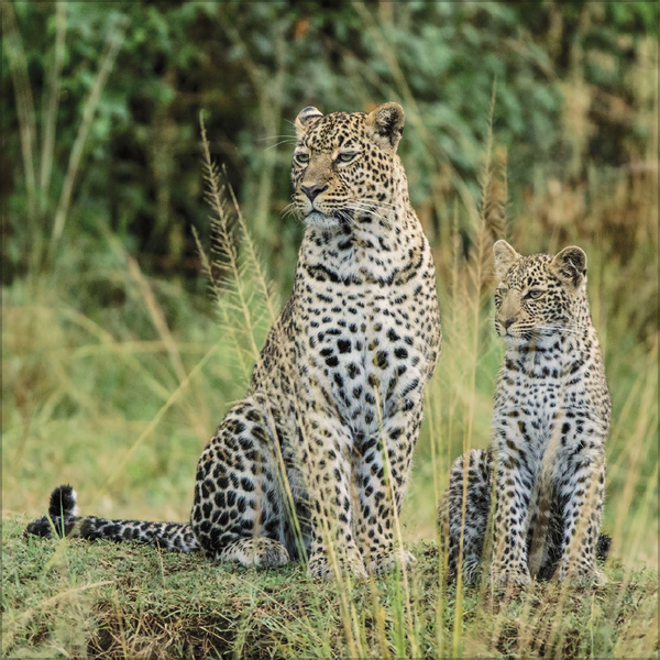 Big Cats 2026, Innenansicht #10