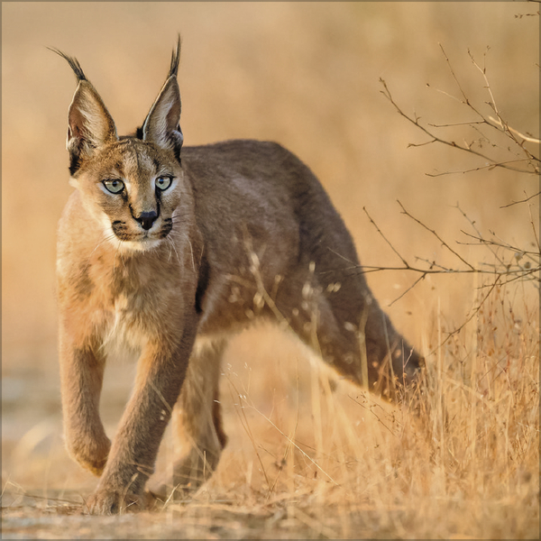 Big Cats 2026, Innenansicht #11