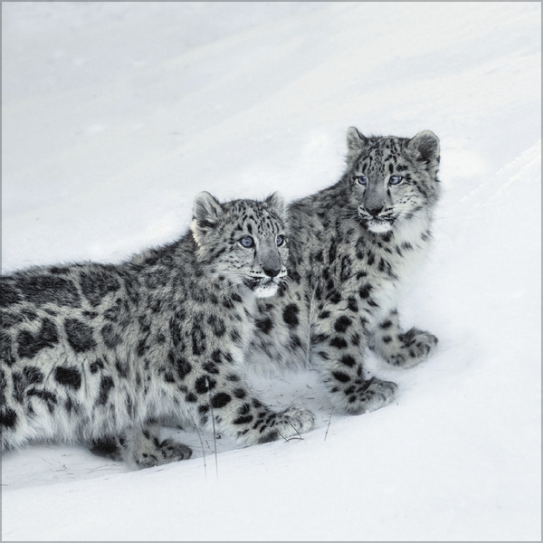 Big Cats 2026, Innenansicht #12