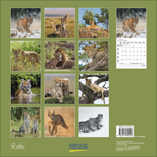 Big Cats 2026, Innenansicht #13