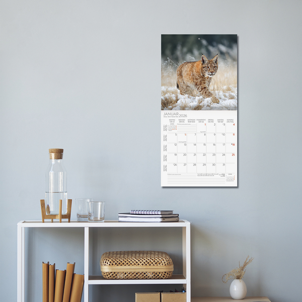 Big Cats 2026, Innenansicht #16