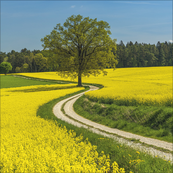 Traumwege 2026, Innenansicht #4