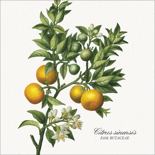 Botanicum 2026, Innenansicht #2