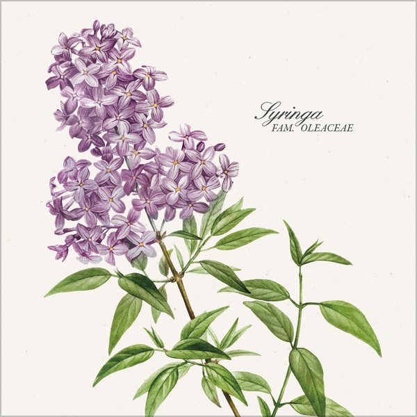 Botanicum 2026, Innenansicht #4