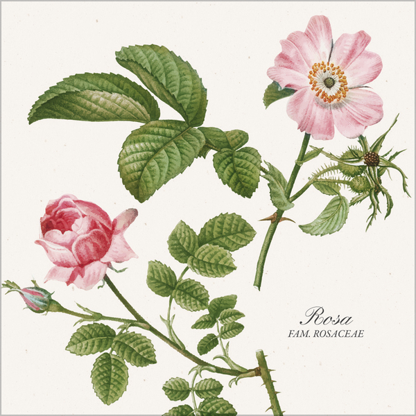 Botanicum 2026, Innenansicht #6