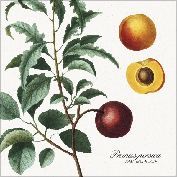 Botanicum 2026, Innenansicht #7