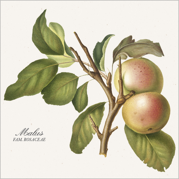 Botanicum 2026, Innenansicht #9