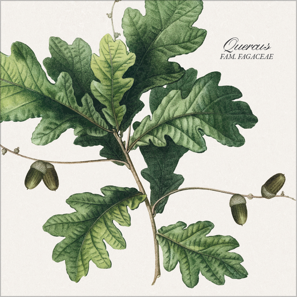 Botanicum 2026, Innenansicht #10