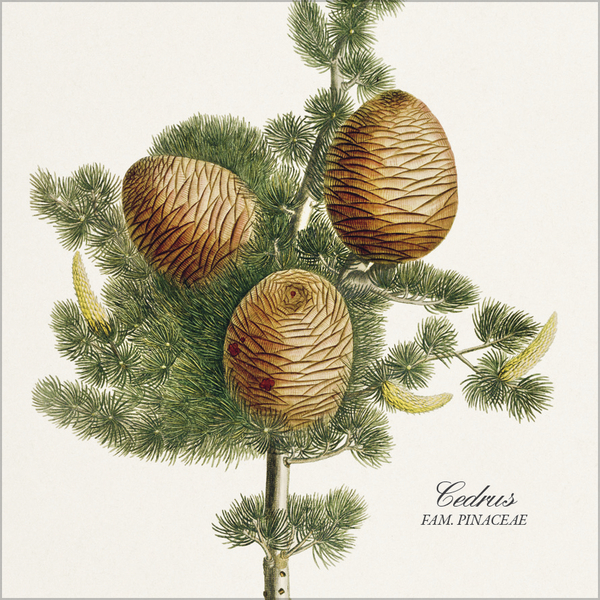 Botanicum 2026, Innenansicht #12