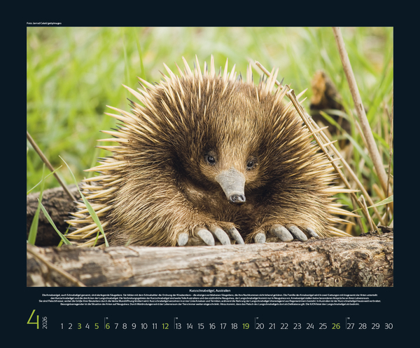 Bedrohte Tierwelt 2026, Innenansicht #4
