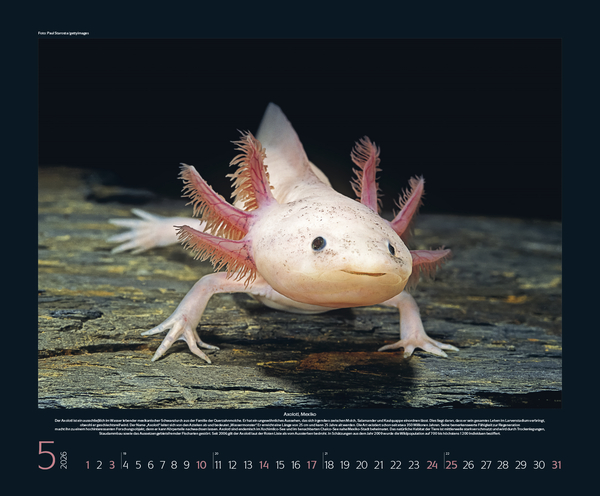 Bedrohte Tierwelt 2026, Innenansicht #5