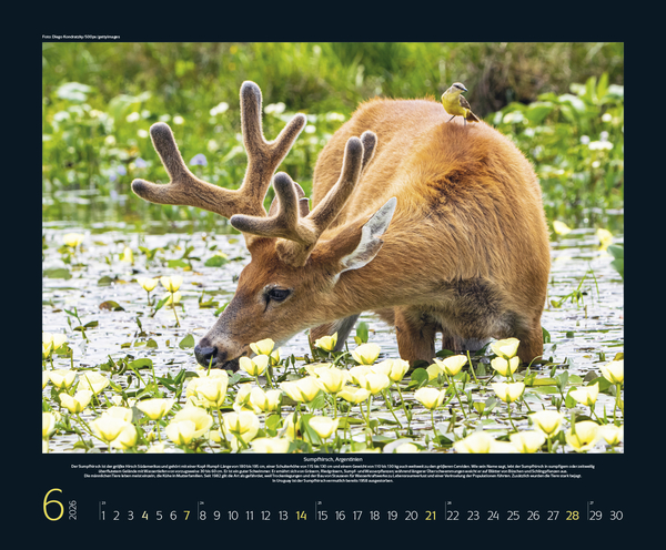 Bedrohte Tierwelt 2026, Innenansicht #6