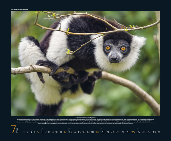 Bedrohte Tierwelt 2026, Innenansicht #7