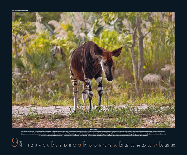 Bedrohte Tierwelt 2026, Innenansicht #9