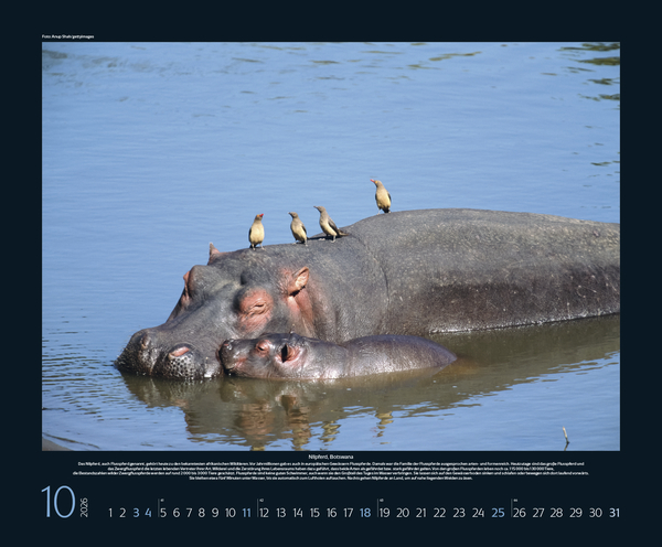 Bedrohte Tierwelt 2026, Innenansicht #10