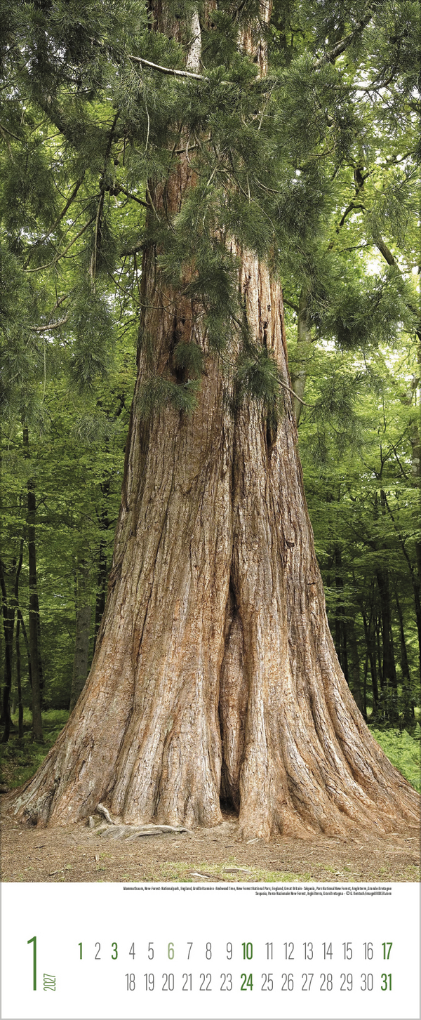 B&auml;ume 2027, Innenansicht #1