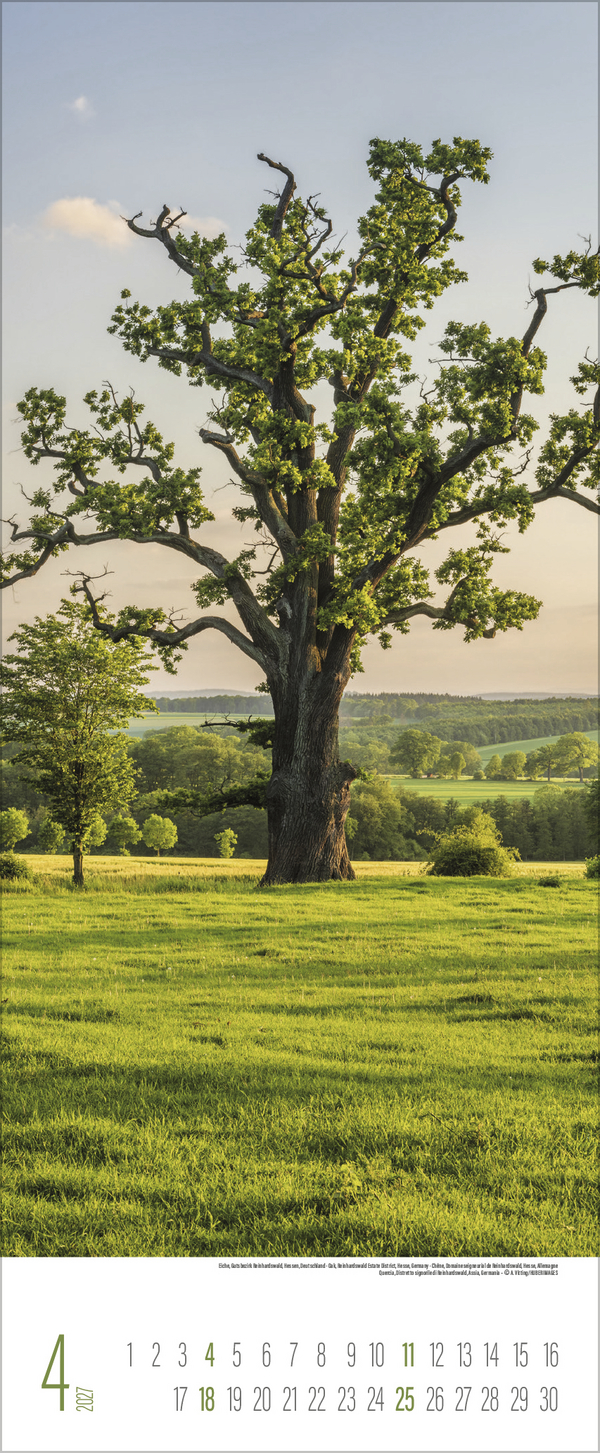 B&auml;ume 2027, Innenansicht #4