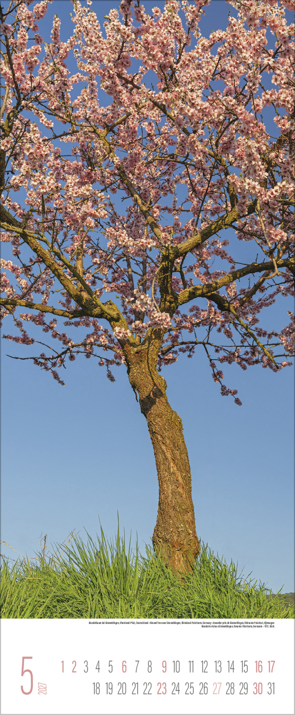 B&auml;ume 2027, Innenansicht #5