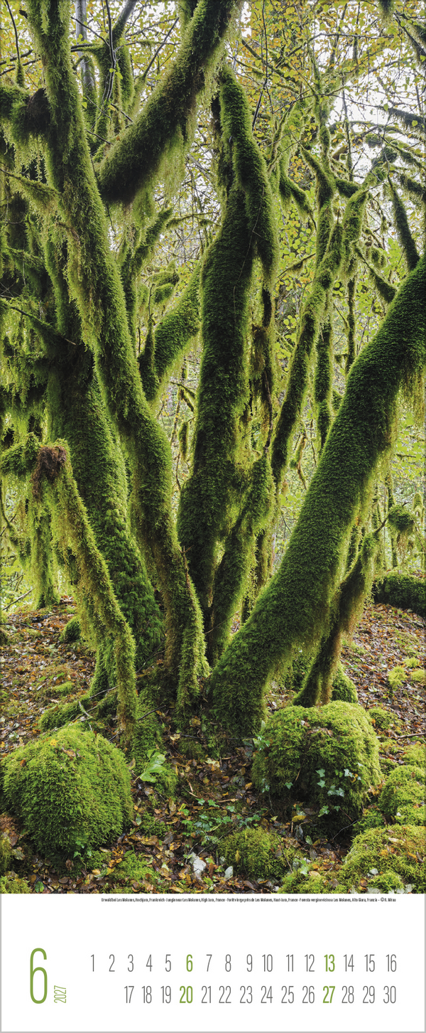 B&auml;ume 2027, Innenansicht #6