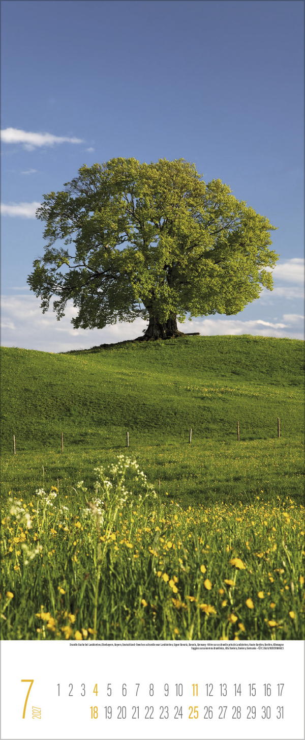 B&auml;ume 2027, Innenansicht #7