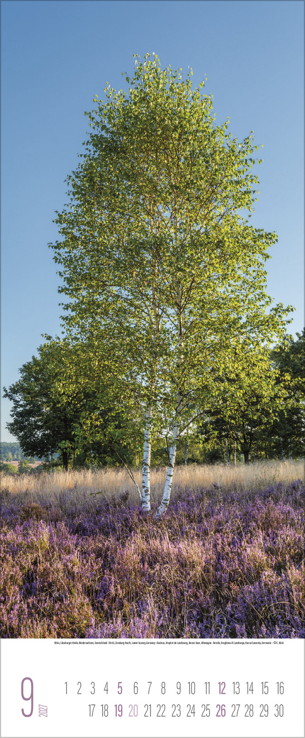 B&auml;ume 2027, Innenansicht #9