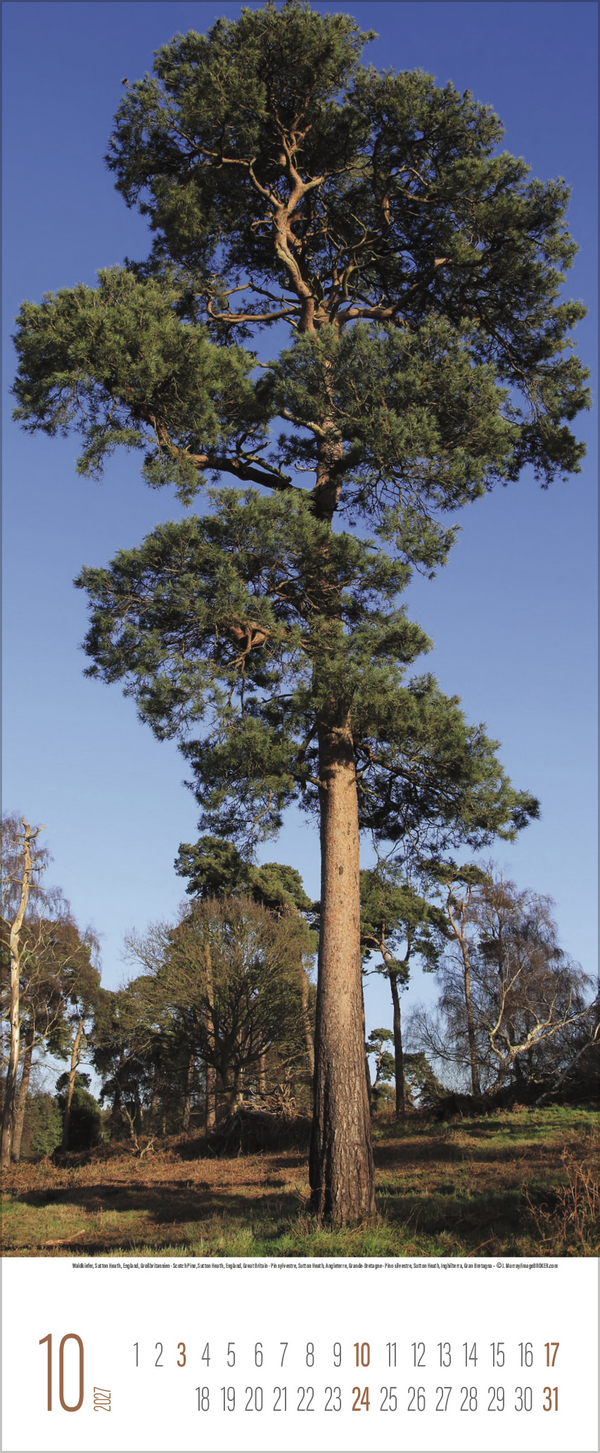 B&auml;ume 2027, Innenansicht #10