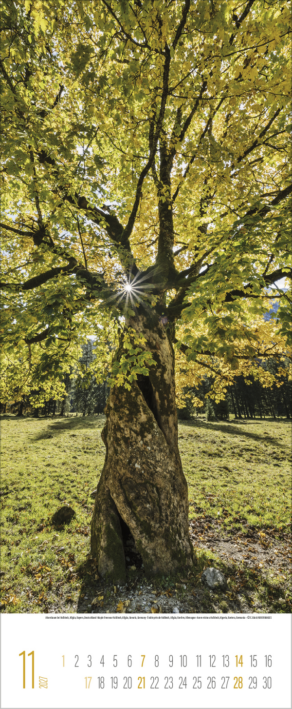 B&auml;ume 2027, Innenansicht #11