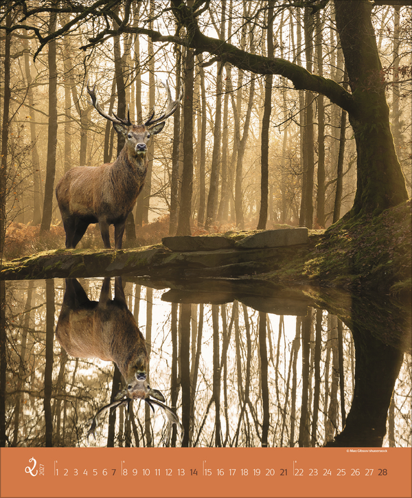 Augenblicke im Wald 2027, Innenansicht #2