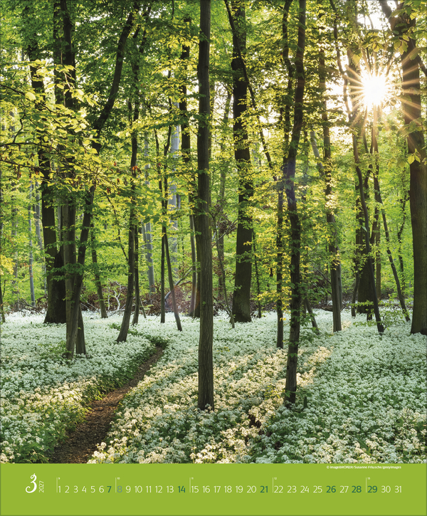 Augenblicke im Wald 2027, Innenansicht #3