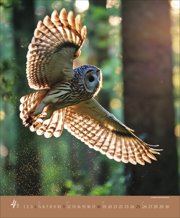 Augenblicke im Wald 2027, Innenansicht #4