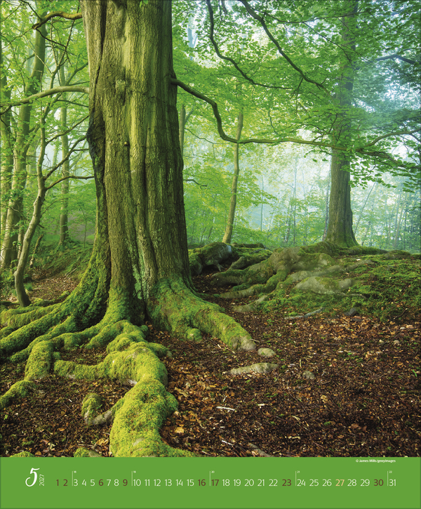 Augenblicke im Wald 2027, Innenansicht #5