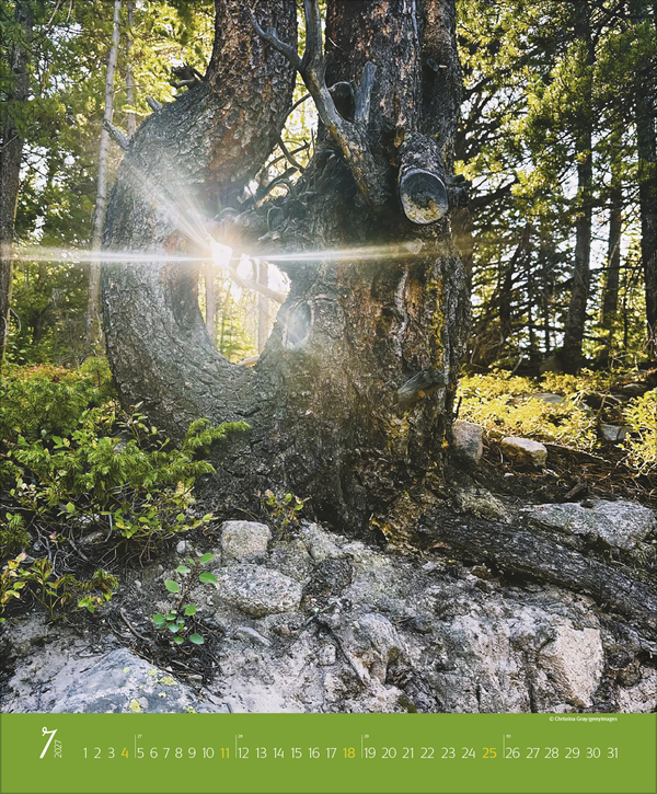 Augenblicke im Wald 2027, Innenansicht #7