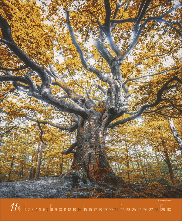 Augenblicke im Wald 2027, Innenansicht #11