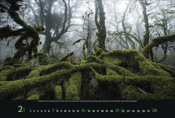 Magische W&auml;lder 2027, Innenansicht #2