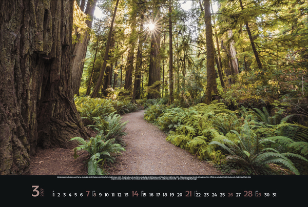 Magische W&auml;lder 2027, Innenansicht #3